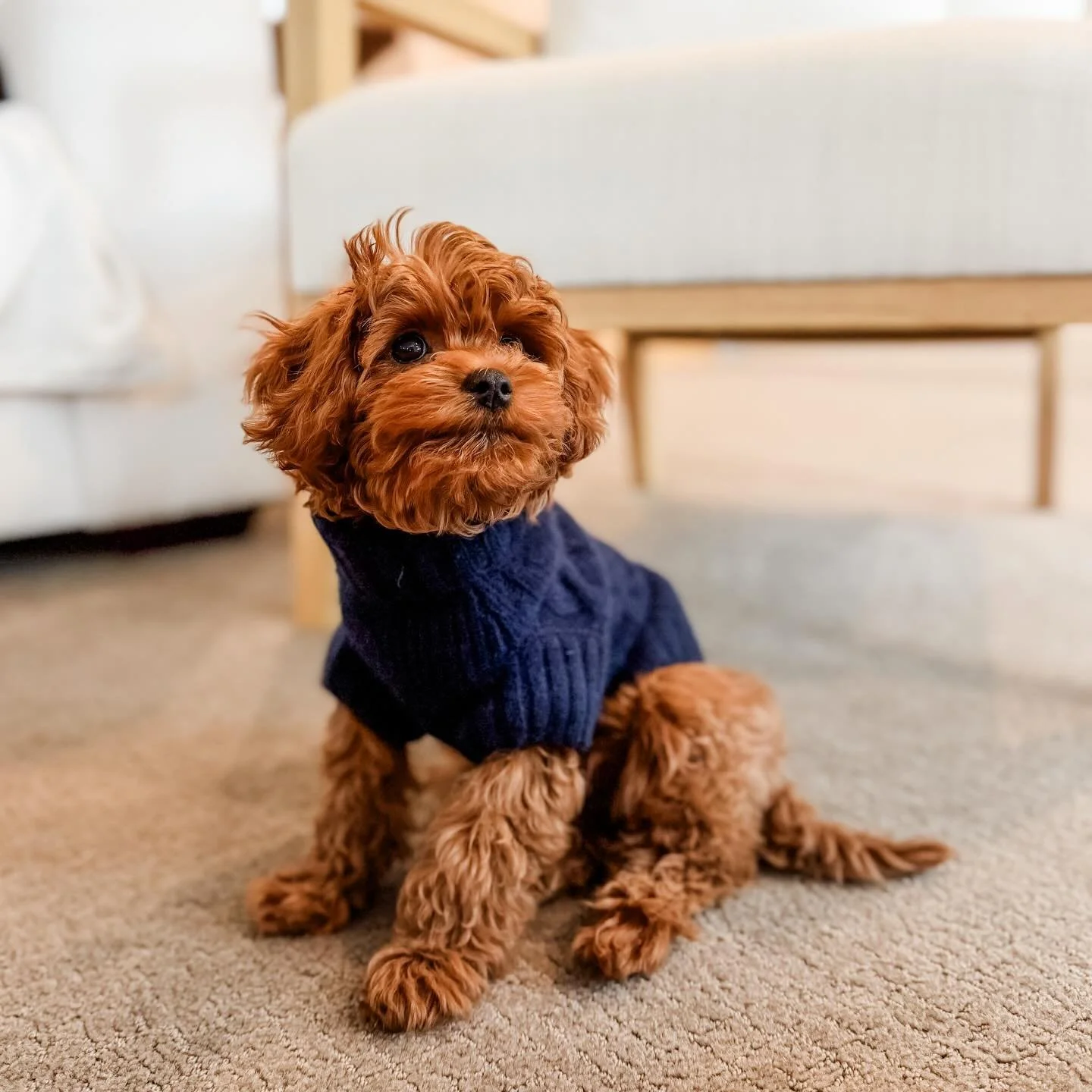 Paddy Bear loves you.