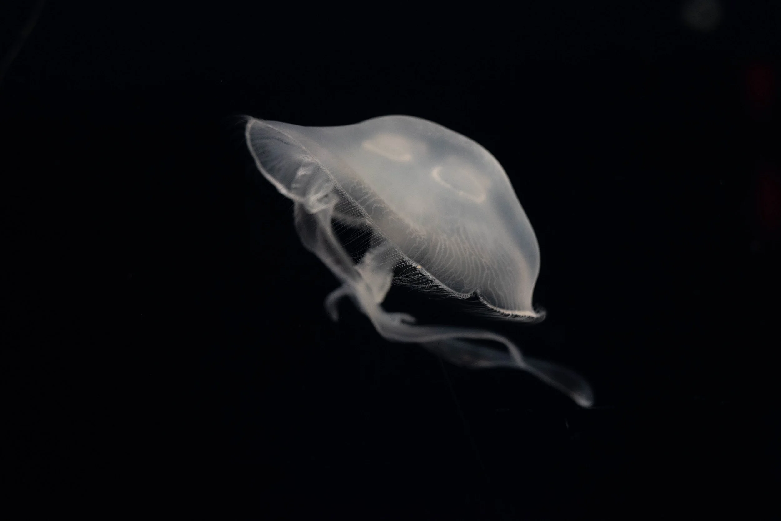 jellyfish nwm.JPEG