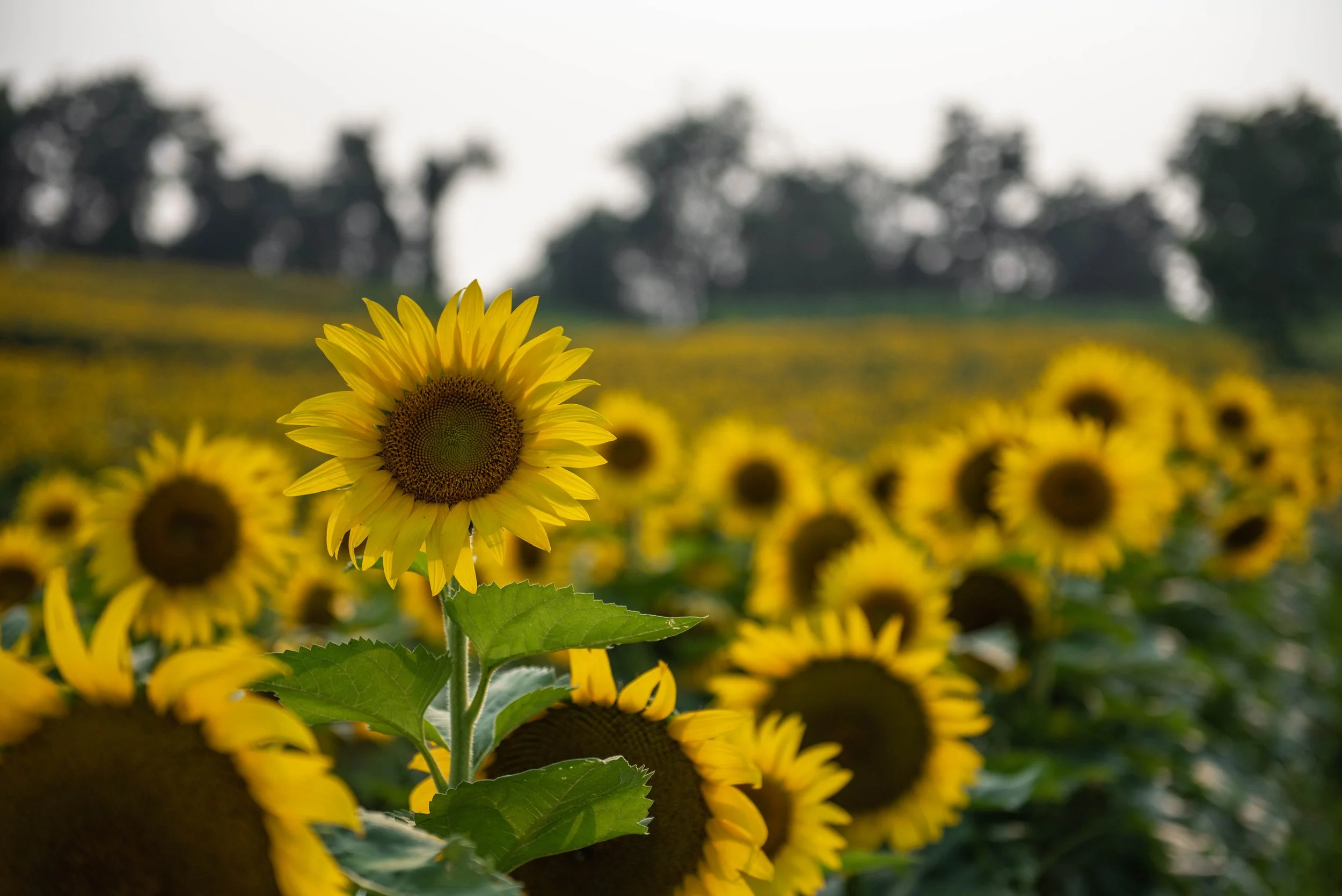 sunflowerfield-13.JPG