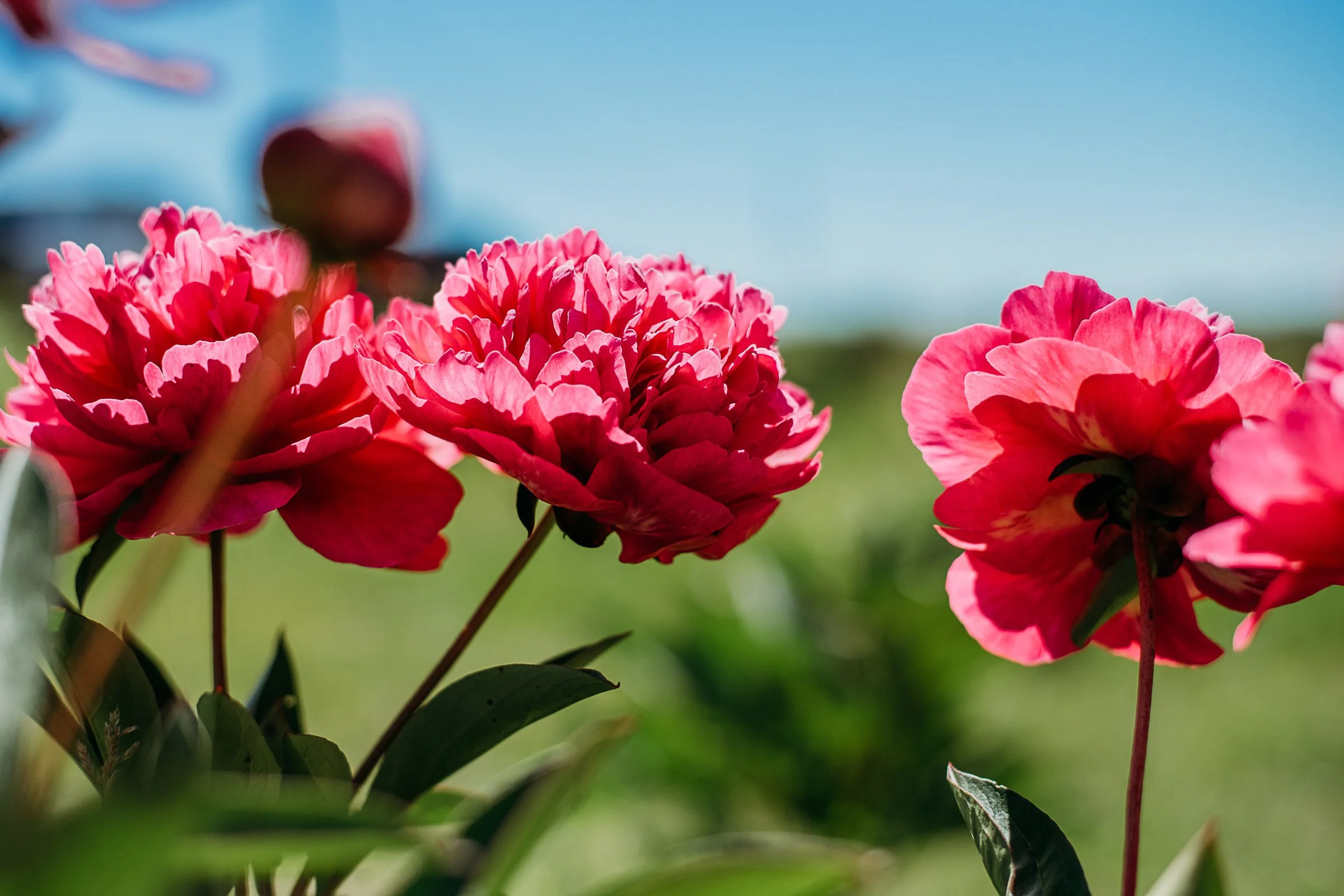 peonyfield26-4.jpg