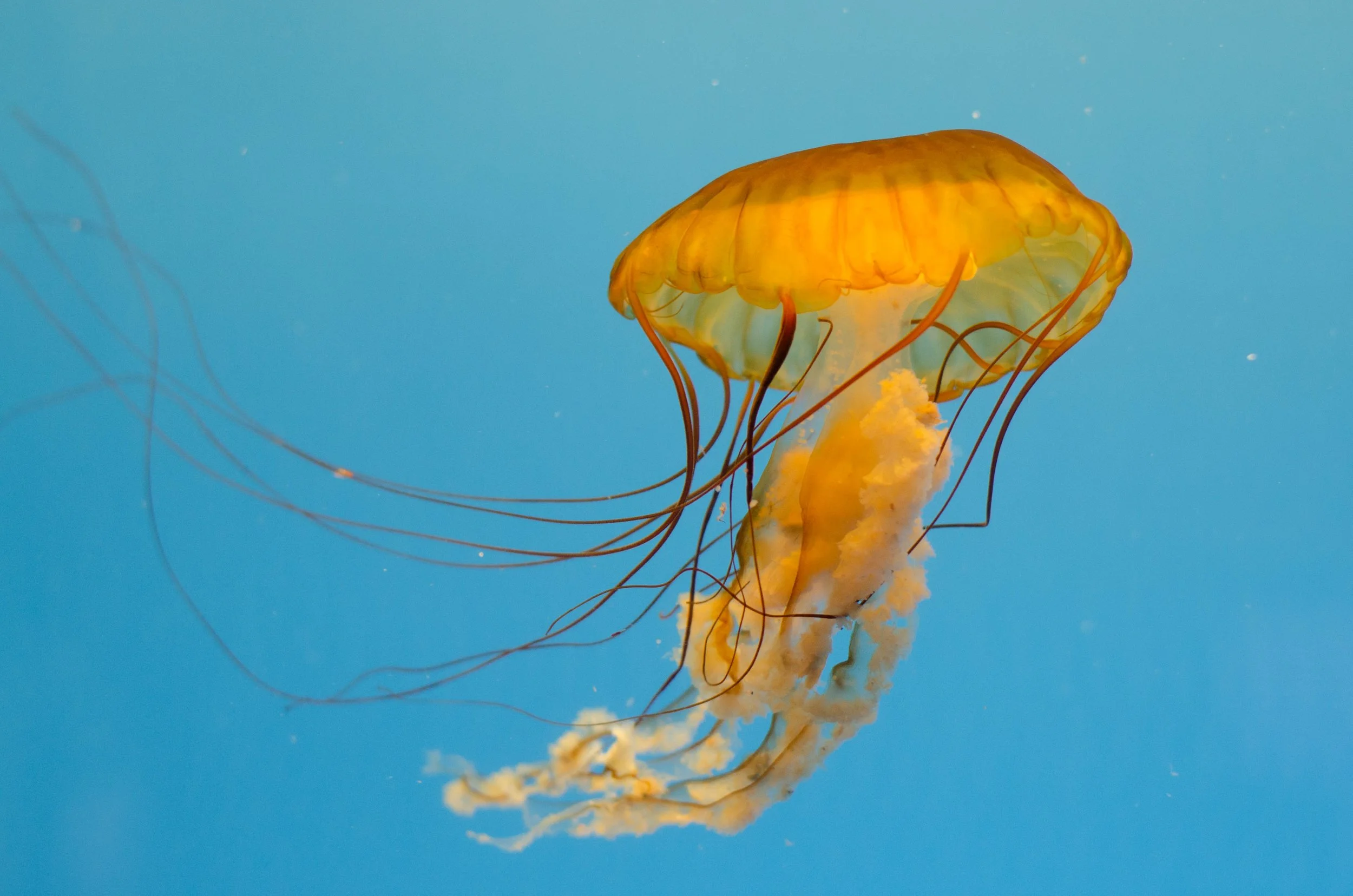 NationalAquarium(15of26).jpg