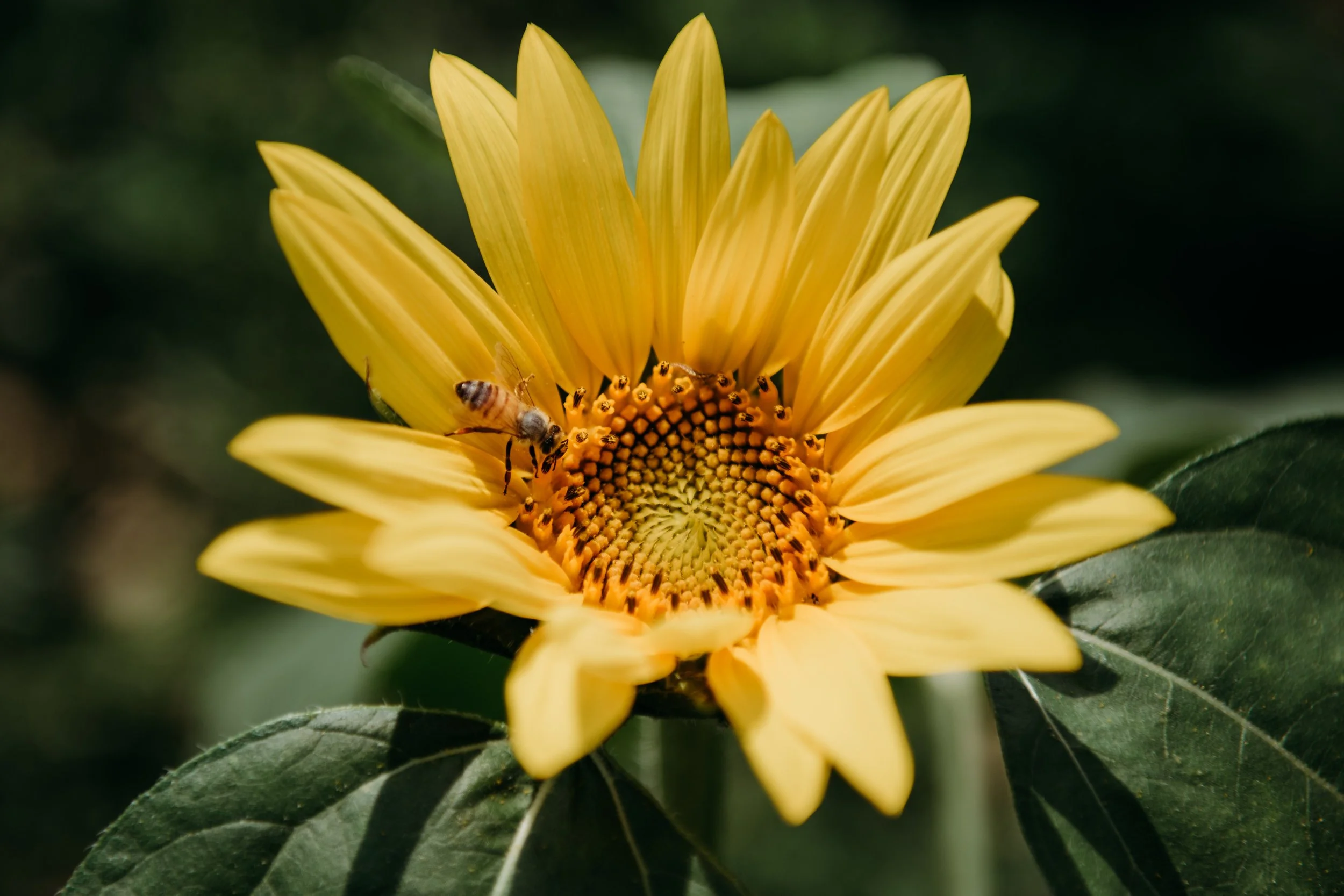 sunflower25-4.jpg