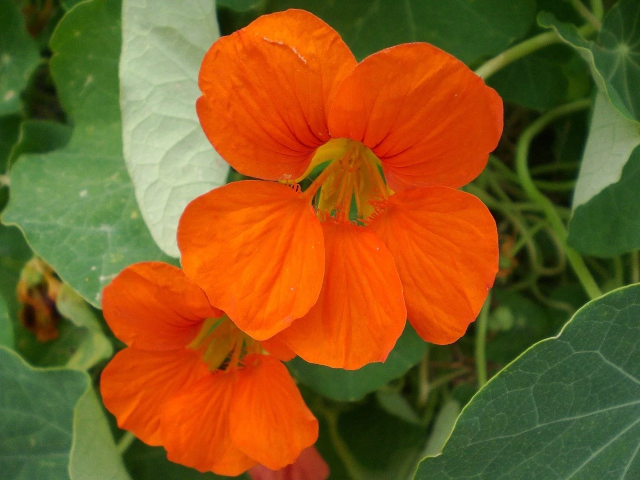 nasturtium.jpg