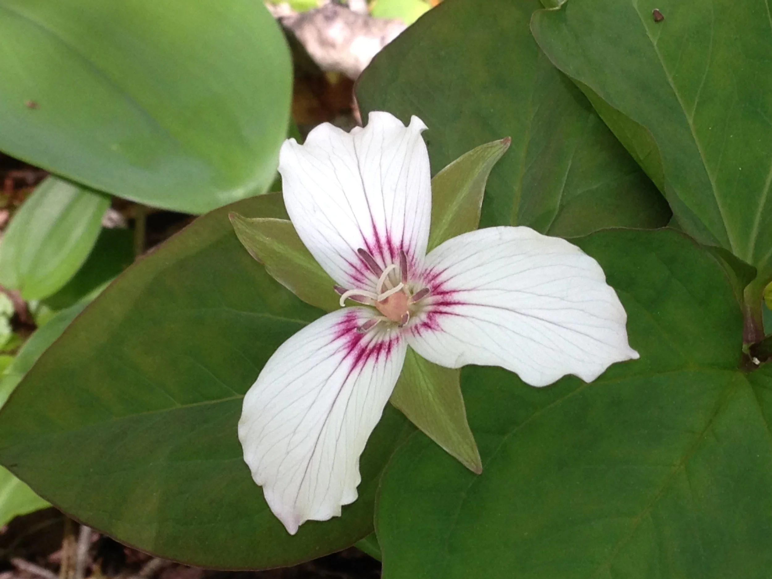 Refilling Your Cup - a community workshop for uncertain times