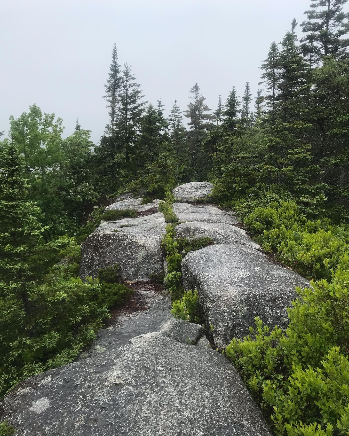 We&rsquo;re so lucky on the east coast to be surrounded by beautiful wilderness trails just minutes away. The Bluff loop is magical in rain, sun, and even snow (we did a memorable winter loop with @servicedogjasper when we moved here back in 2020). P