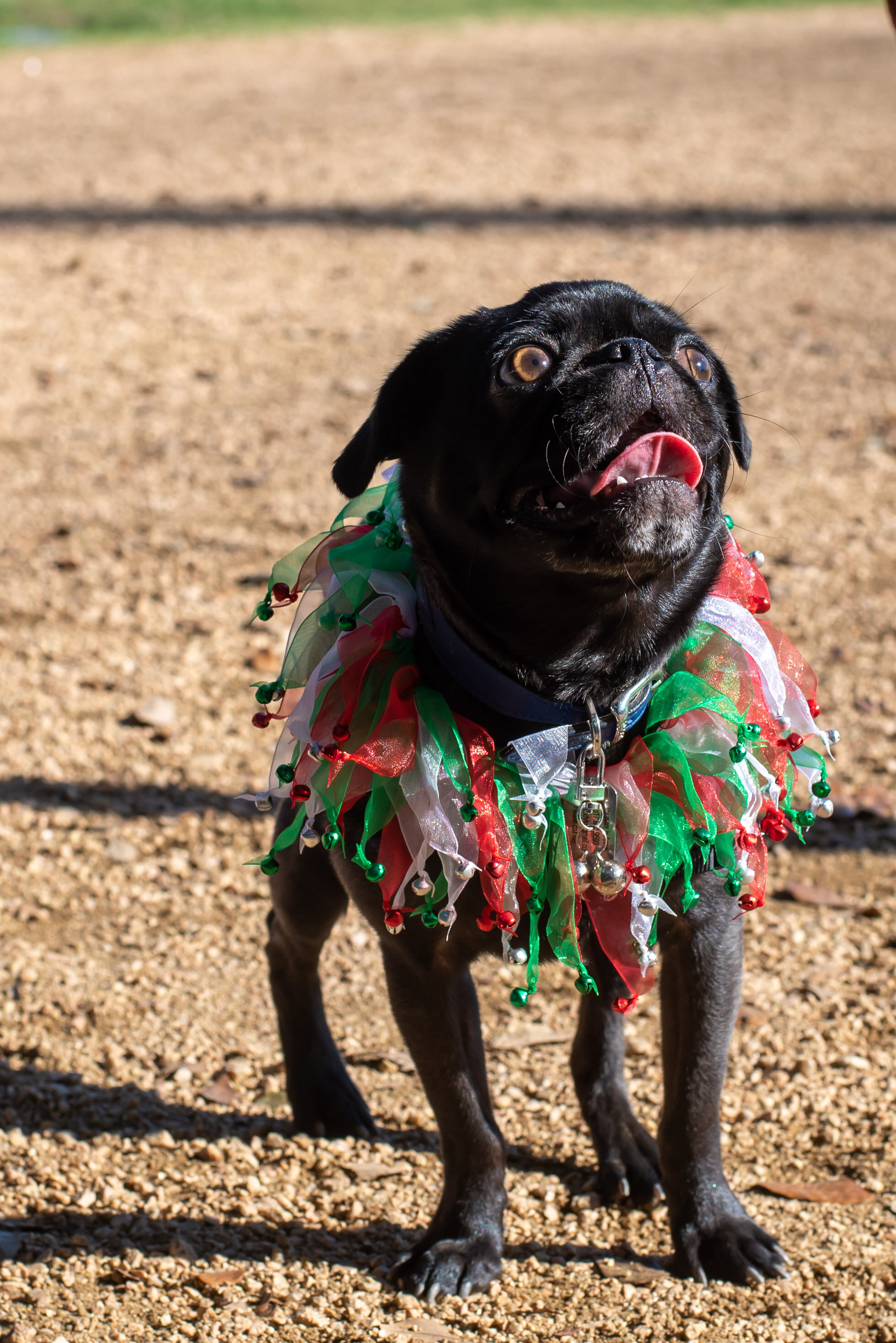 Hou Pug Meet Up-281.jpg