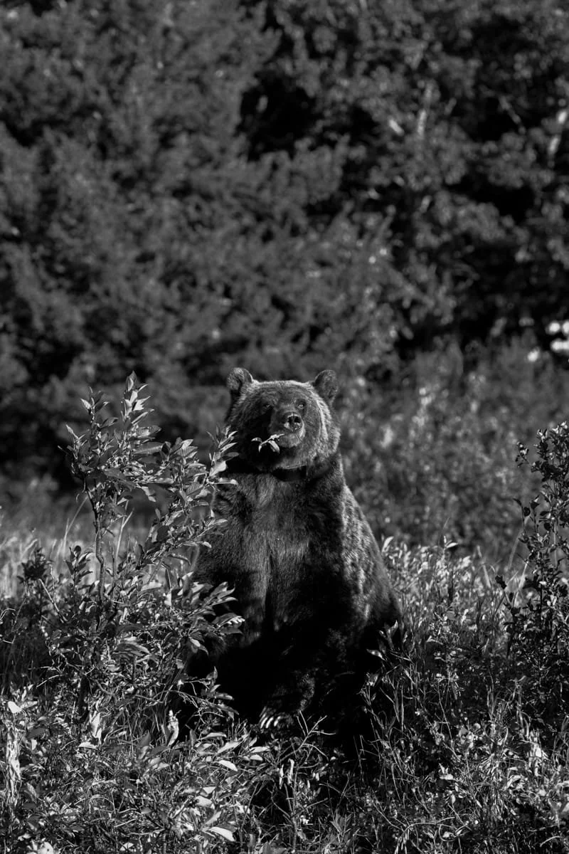 CSP_Montana_Grizzly_Bear_Sized1200.jpg