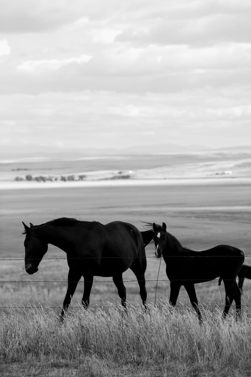 CSP_Montana_Horses_Sized1200.jpg
