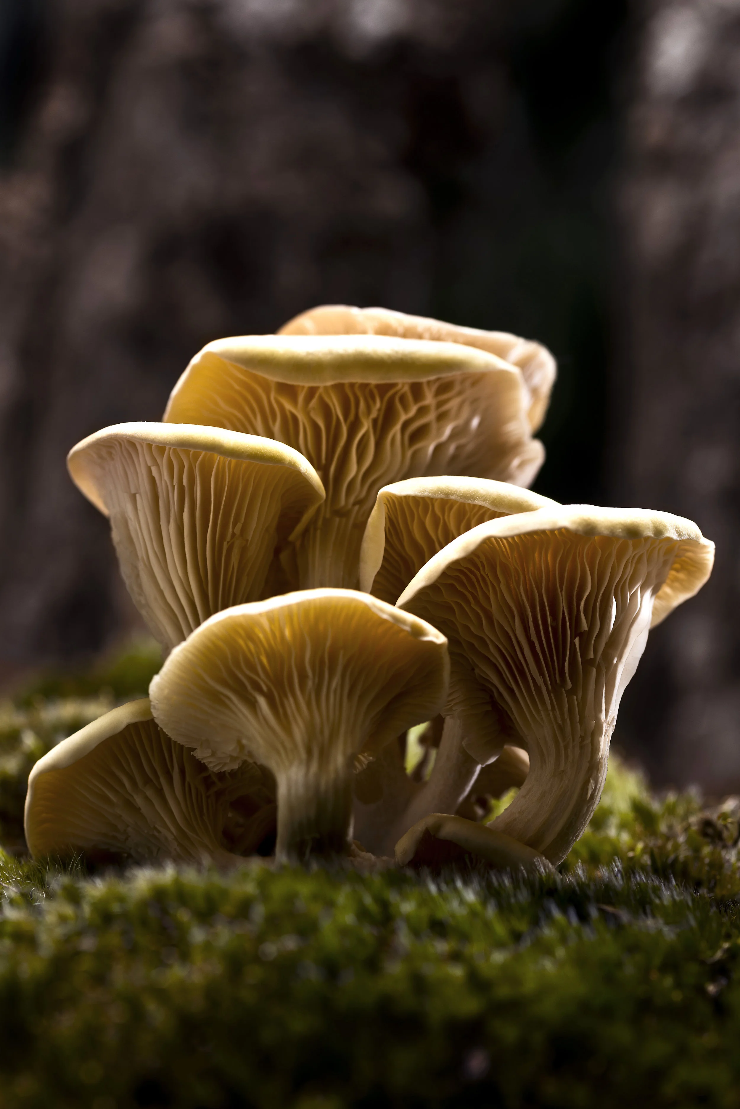 _DSC0230B.jpg