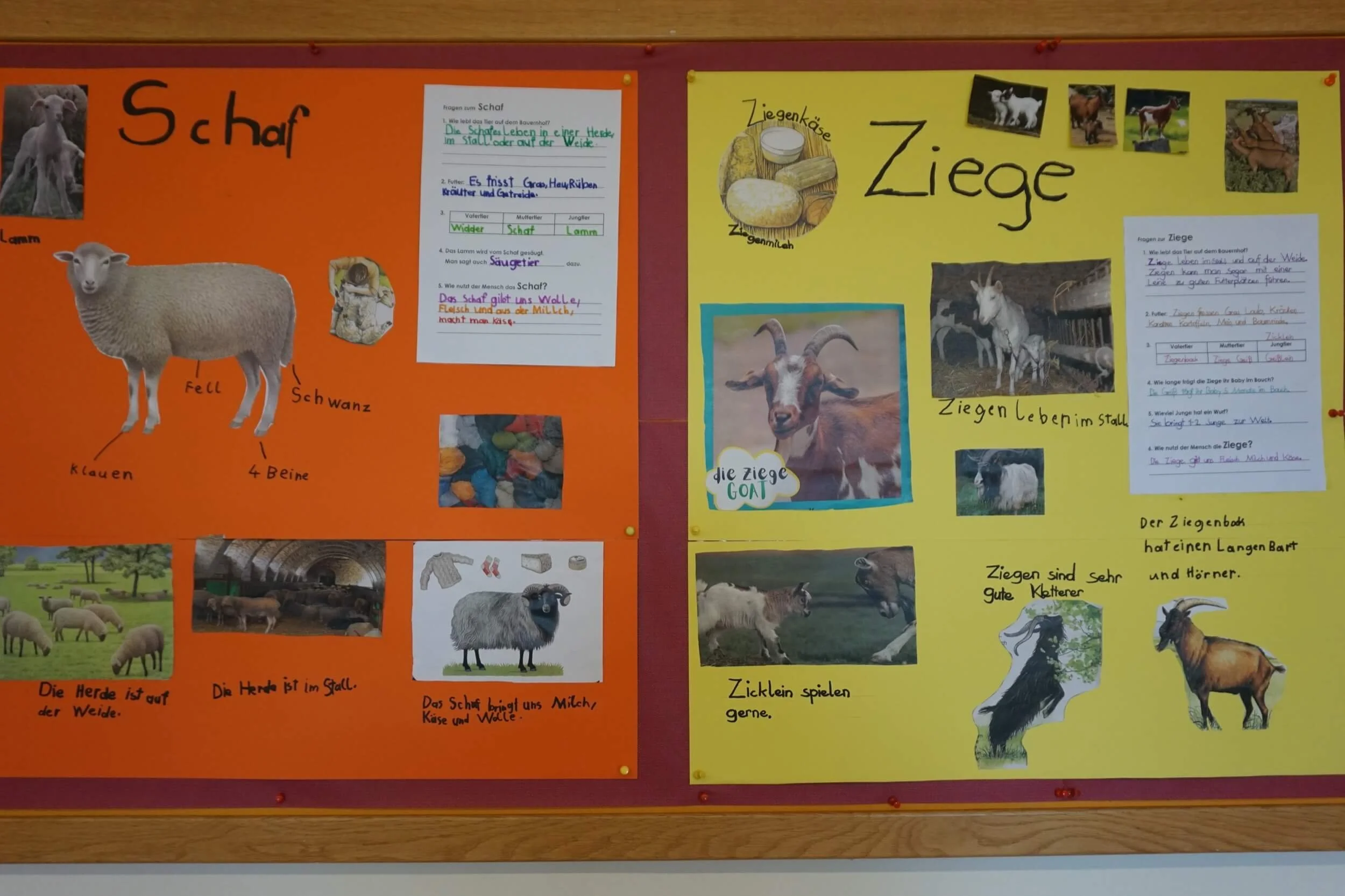 Unsere ersten Referate (2b Klasse)