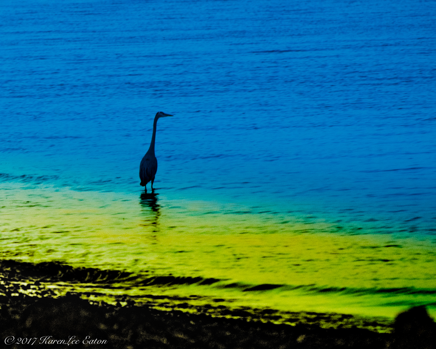 Heron of Burner Point