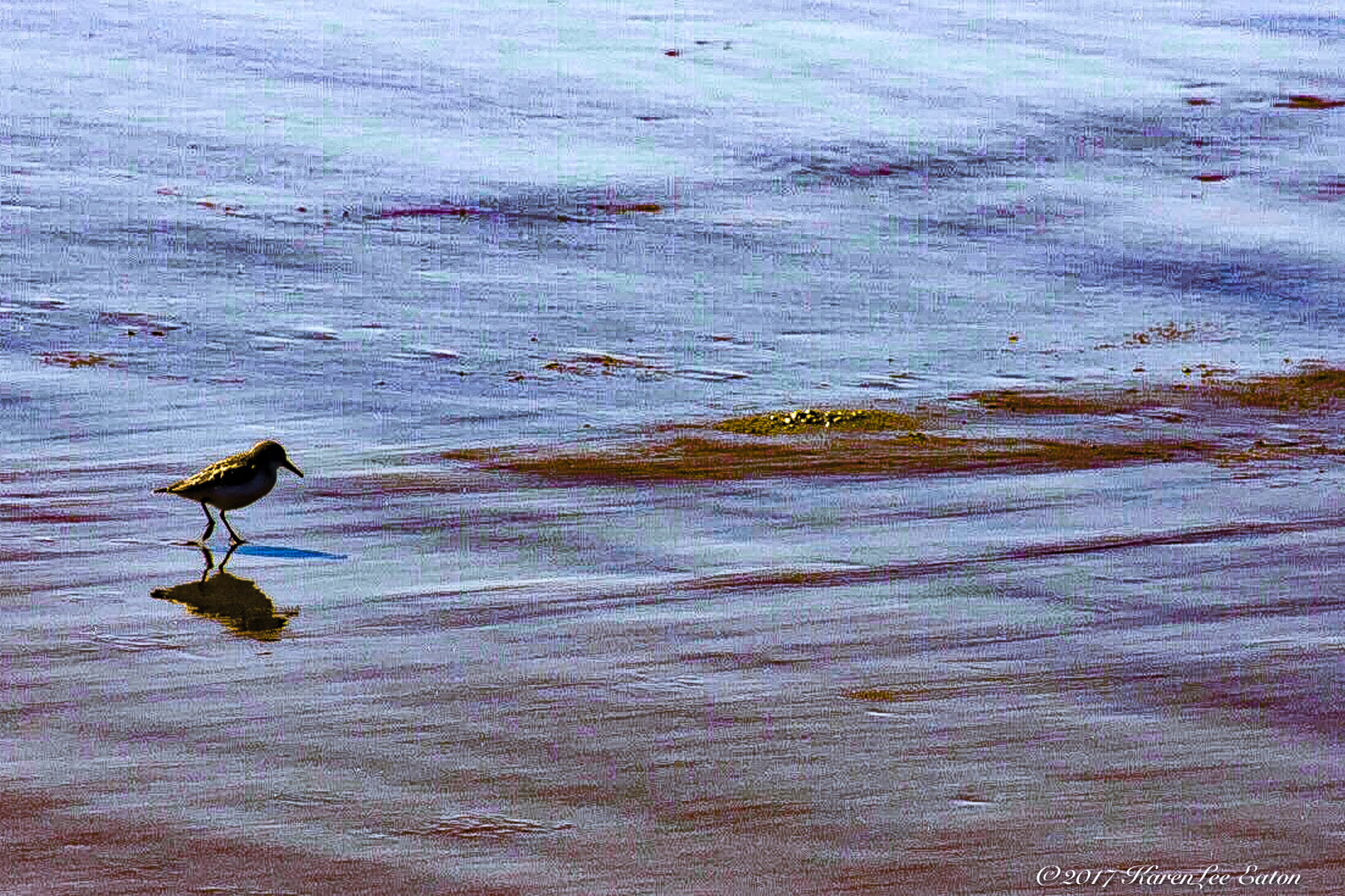 Piper of Cannon Beach