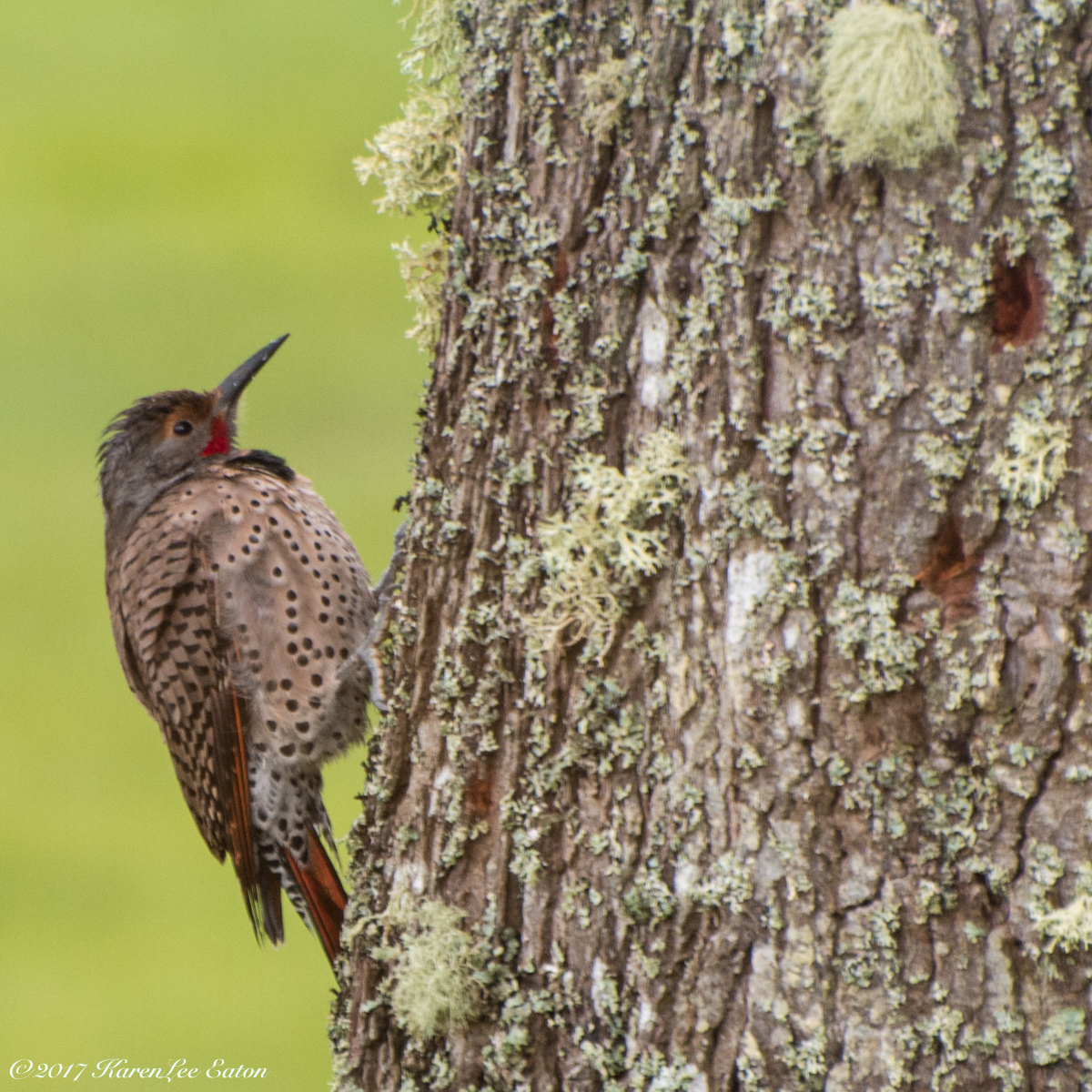 Flicker of Spindly Forest