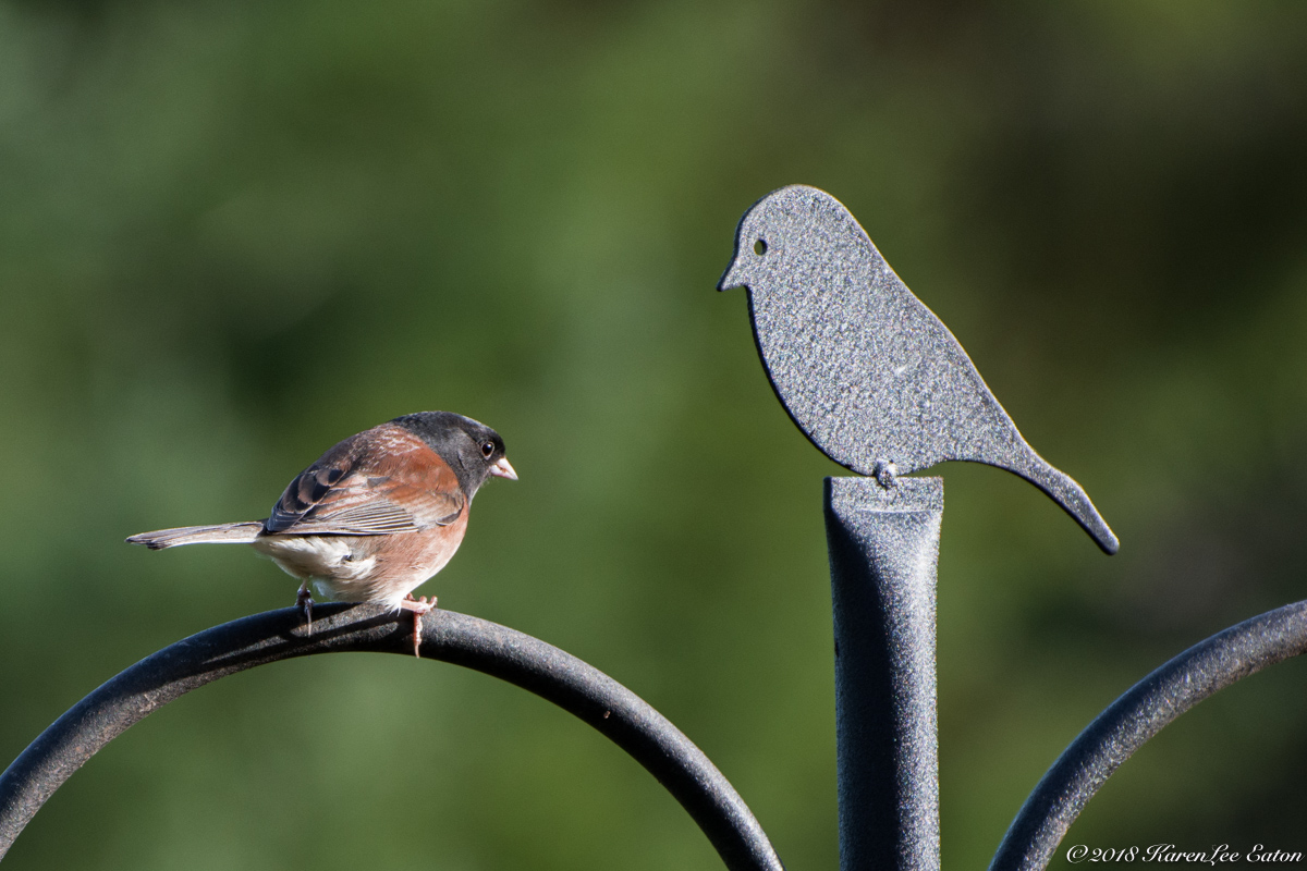 Are you a Junco too?