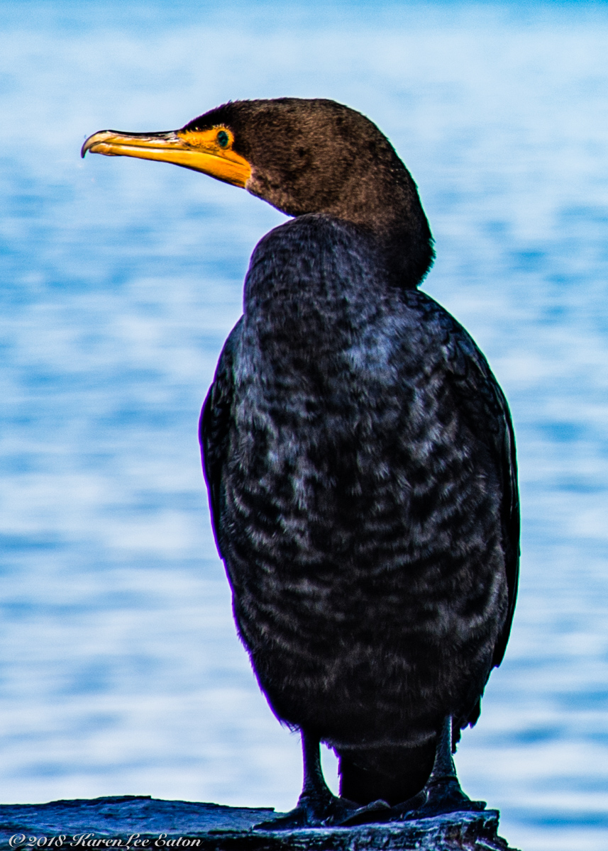 Cormorant at the Edmond's Ferry