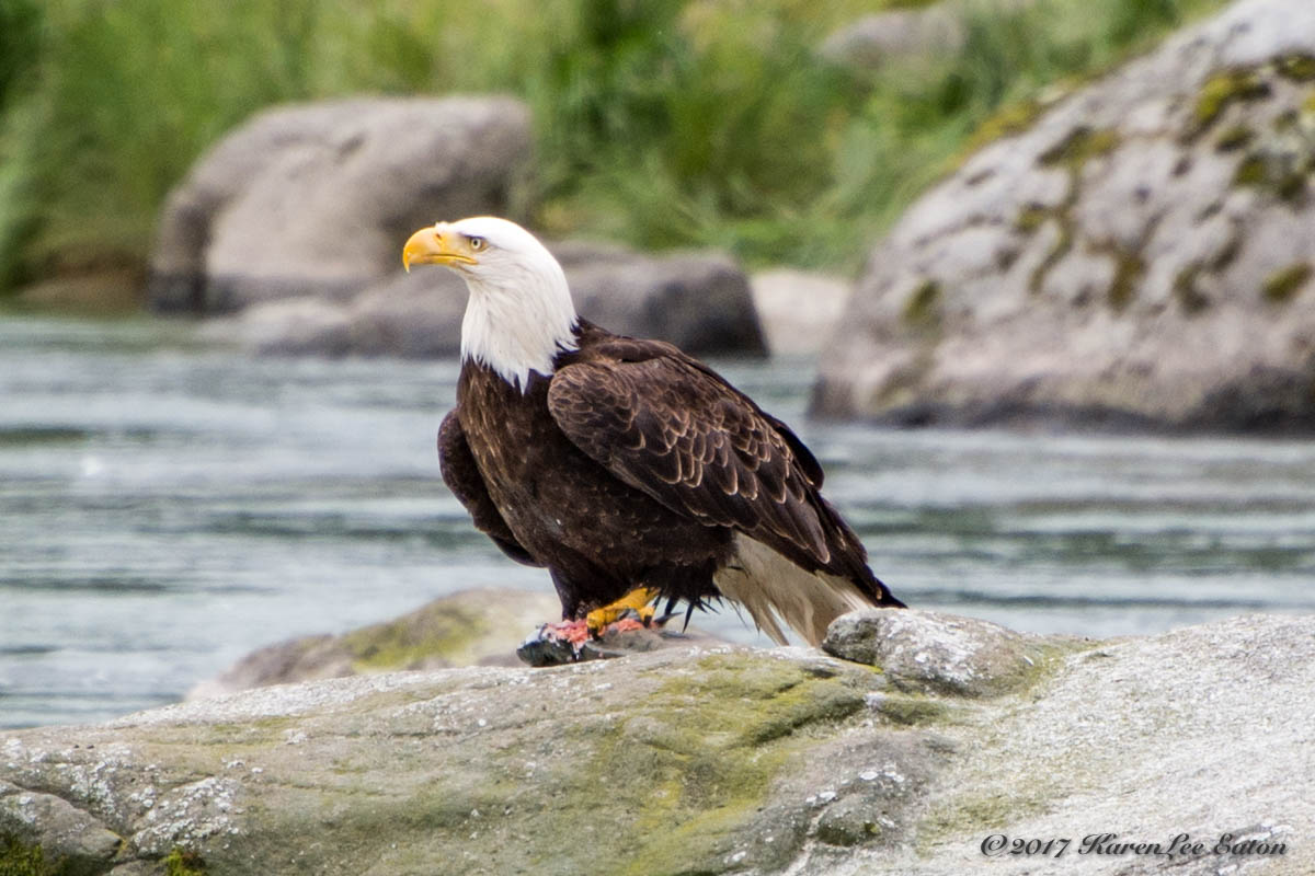Eagle of Haines, Alaska