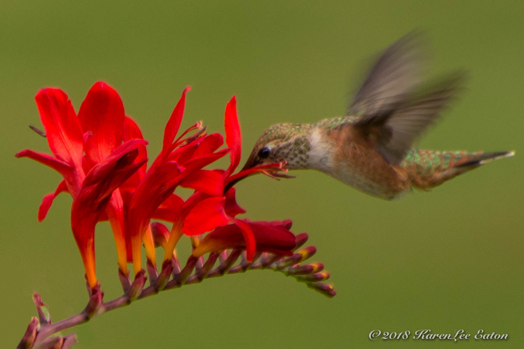 Sweet Crocosmia Nectar