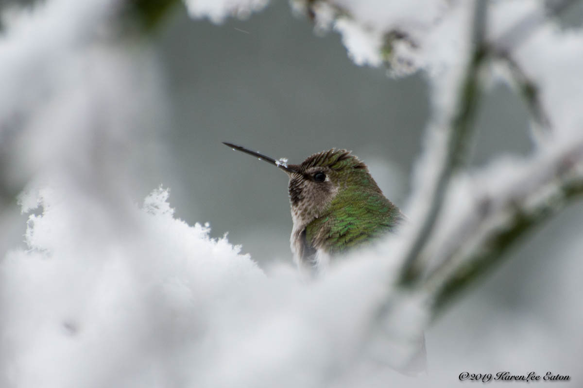 Hummer of Spindly Forest Ponders the Snow