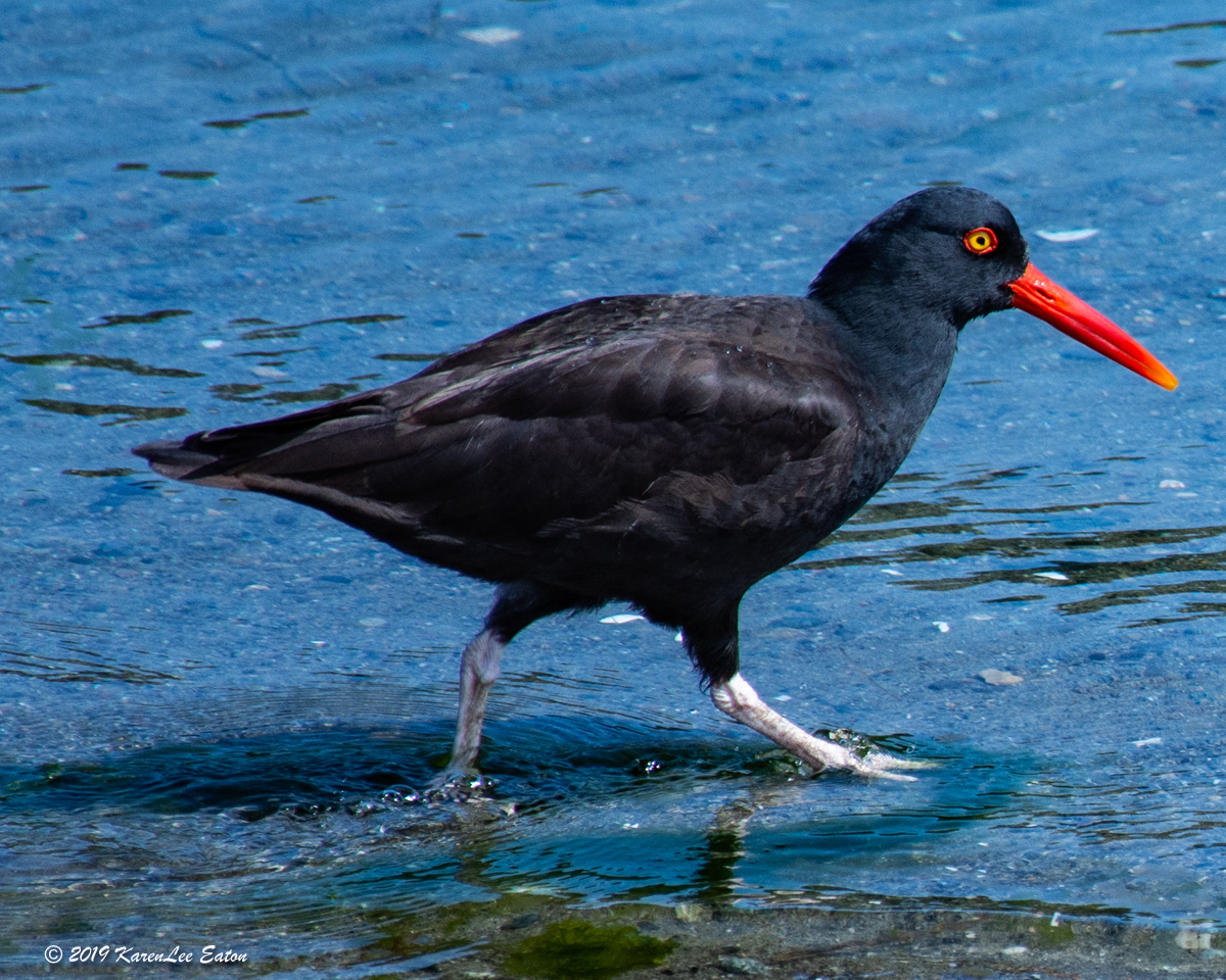 Oyster Catcher of Shine