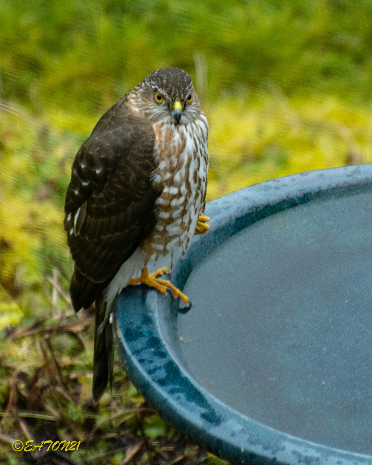 Cooper's Hawk of Spindly Forest