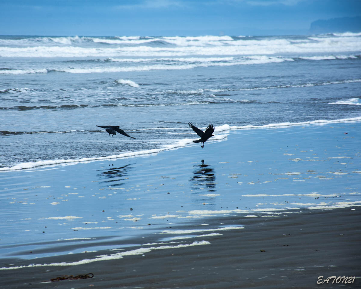 Crows of Cannon Beach
