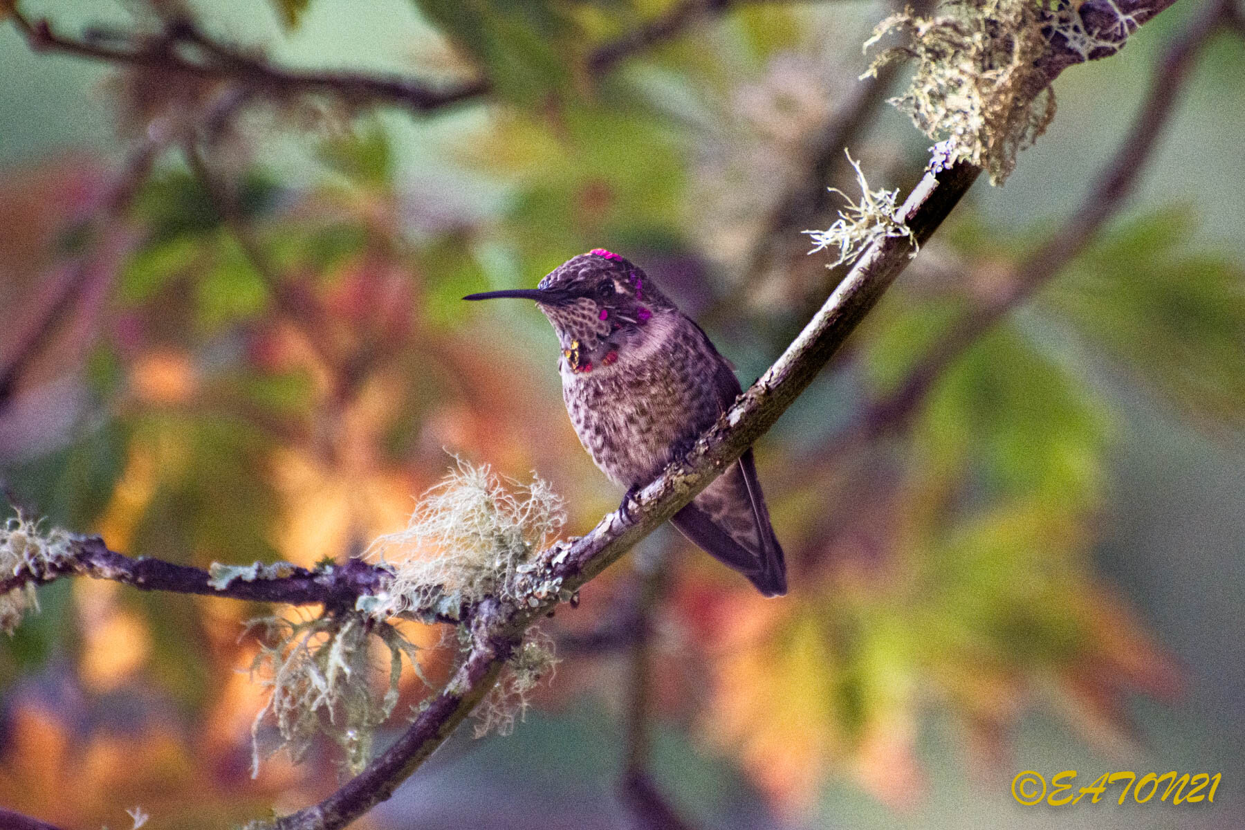 Fall Hummer of Spindly Forest #2