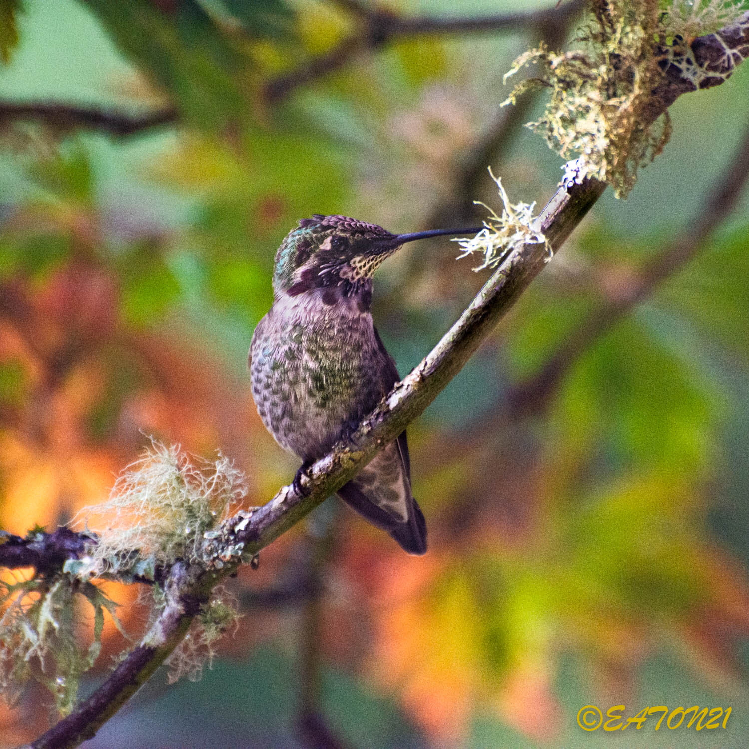Fall Hummer of Spindly Forest #1