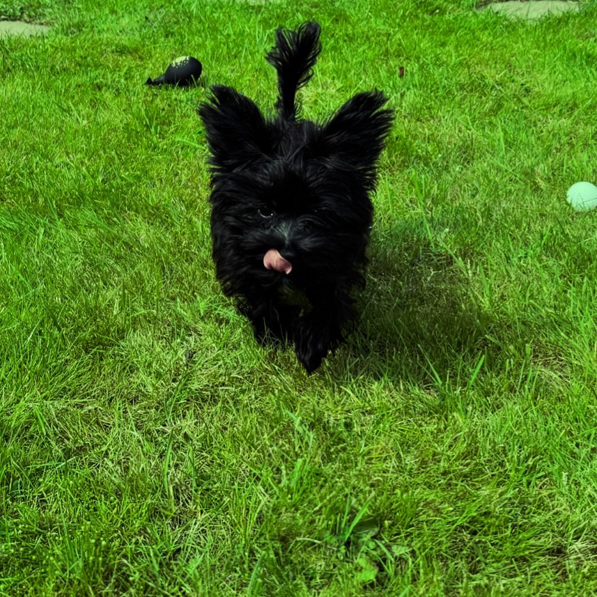 Give me a kiss! 

#dog #dogsofinstagram #instadog #familydog #cute #smalldog #biewer