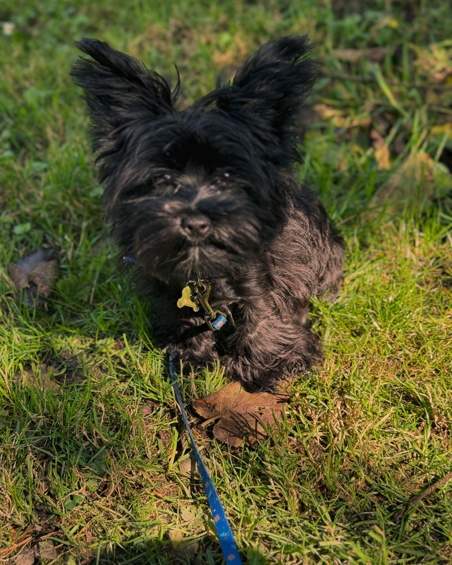 My name is Crumble and I&rsquo;m a little Biewer Terrier. I&rsquo;m 15 weeks old, 2kg and probably wont be heavier than 3kgs. 

I love chewing my little hoomans toys. Zion, he&rsquo;s the best and we play together all the time. 

Thanks for following