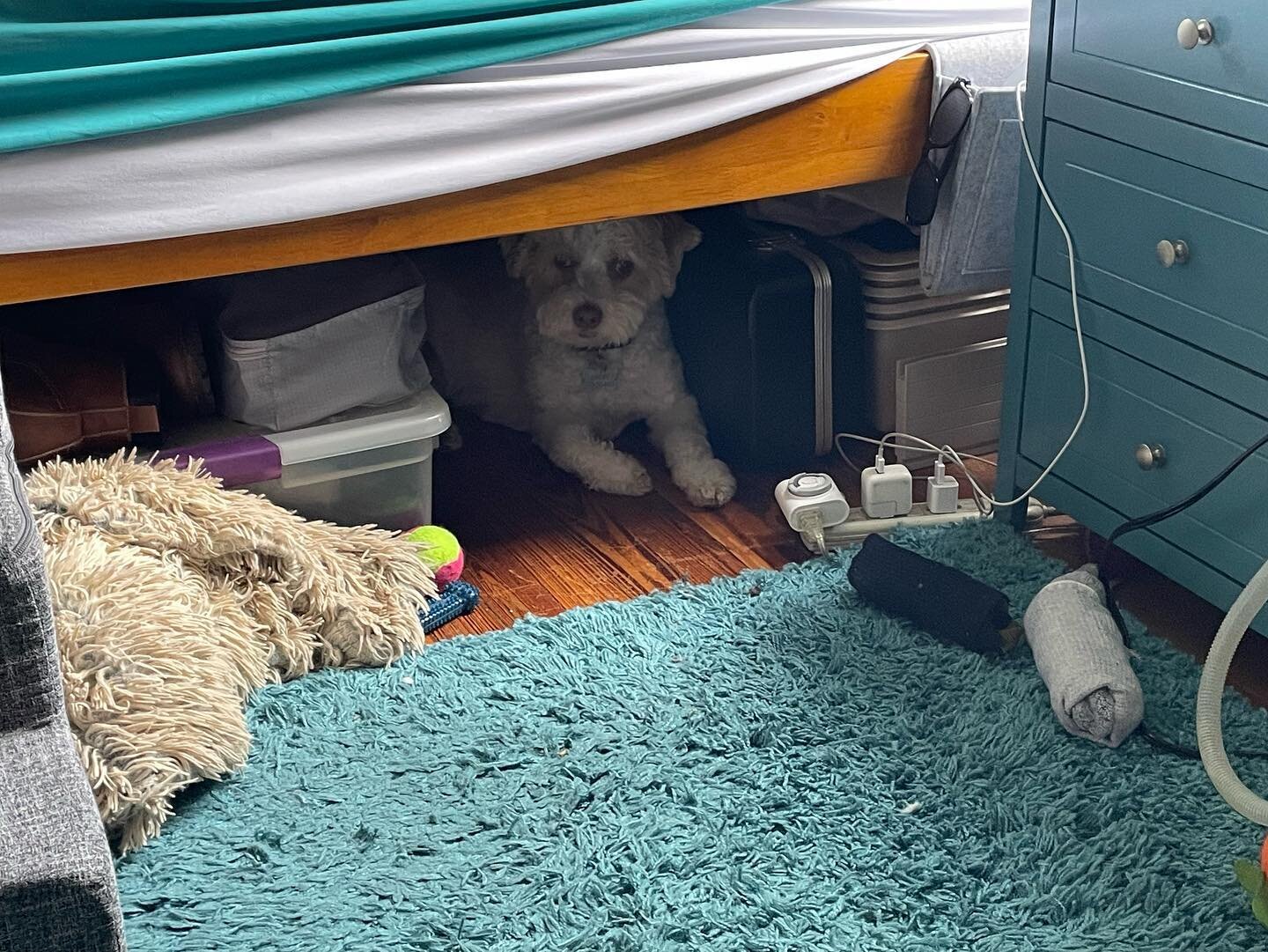 I heard a bark in the other room. It was Colby apparently claiming the space I cleared out under the bed. #havaneseofinstagram #havanesepuppy #itscolby #itscolbynotcoby #underbedstorage #dogcave