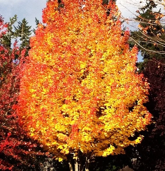 just a snippet of the fall beauty in Bothell, WA