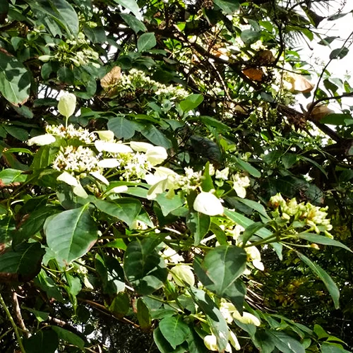 LEMONWOOD Pittosporum eugenoides New Zealand native tree with lemonscented foliage and creamy yellow fragrant flowers that grow in clusters. Maori traditionally used the gum, as well as the crushed leaves and flowers, which could be used as a scent. Photo credit
