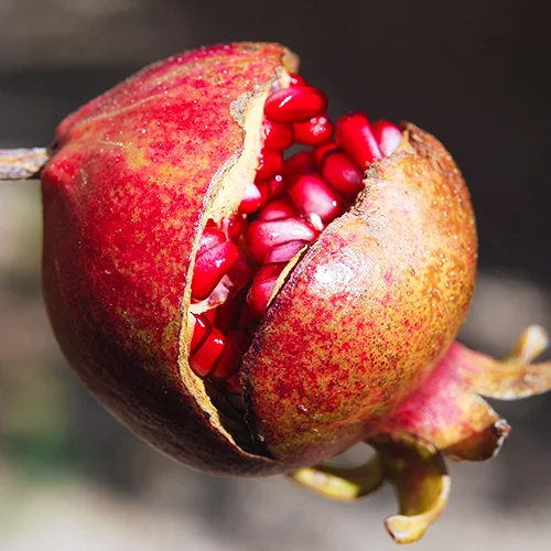 POMEGRANATE Punica granatum Pomegranate extract is considered a super anti-oxidant and also is naturally soothing and hydrating.