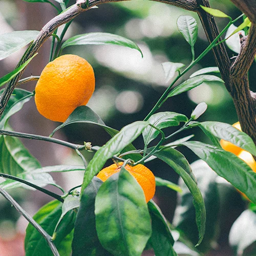 MANDARIN ORANGE Citrus nobilis The essential oil is extracted by cold compression of the fresh peels of these fruits. It contains properties that are antiseptic and calming and is a good body tonic.