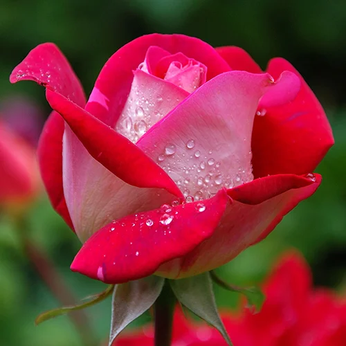 DAMASK ROSE Damask rose Damask rose is considered to be nourishing for the skin, rich in extensive healing properties. The flowers are also known for their fine fragrance and pink colour, considered to be a symbol of beauty and love.