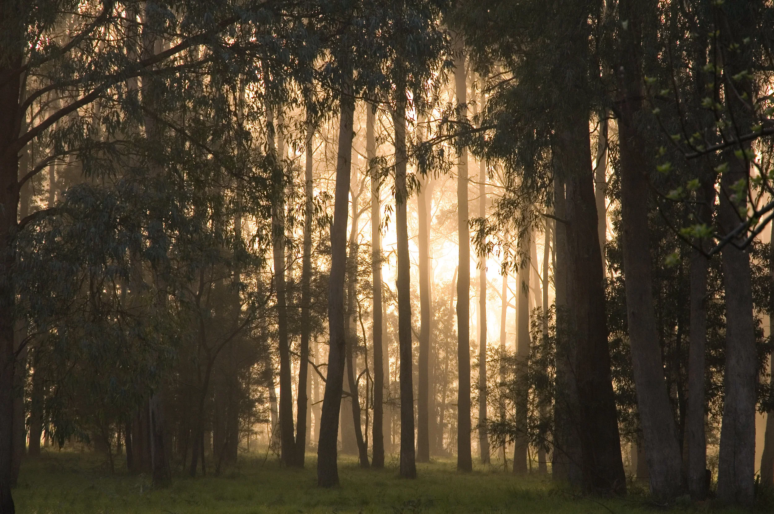 Dawn through the Eucalyptus Forest