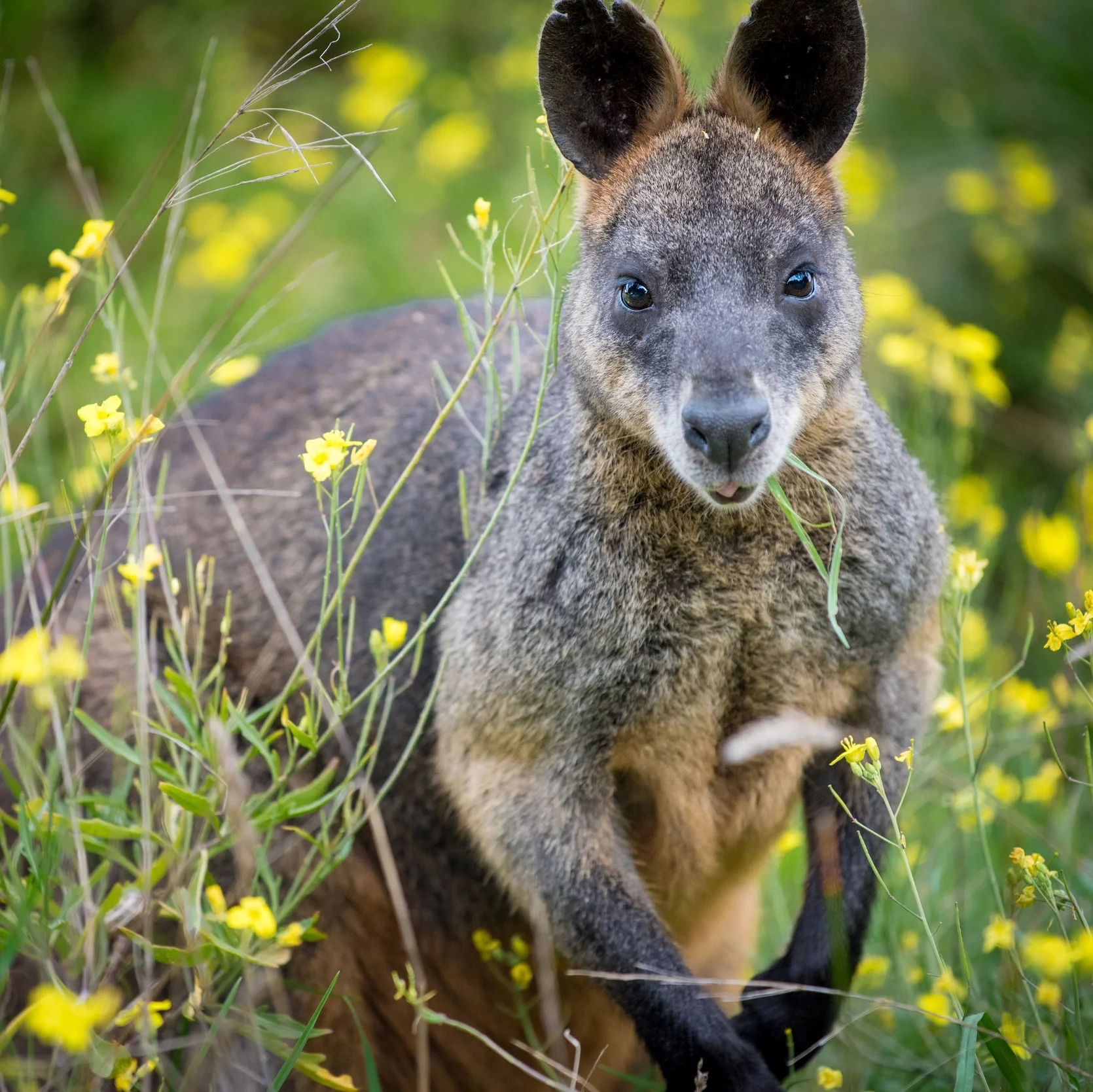 Curious wallabies greet you in the mornings