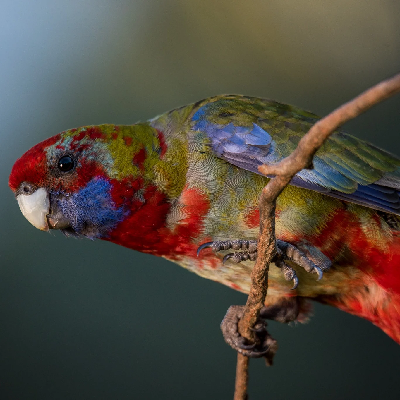 Rosellas in the lodge grounds