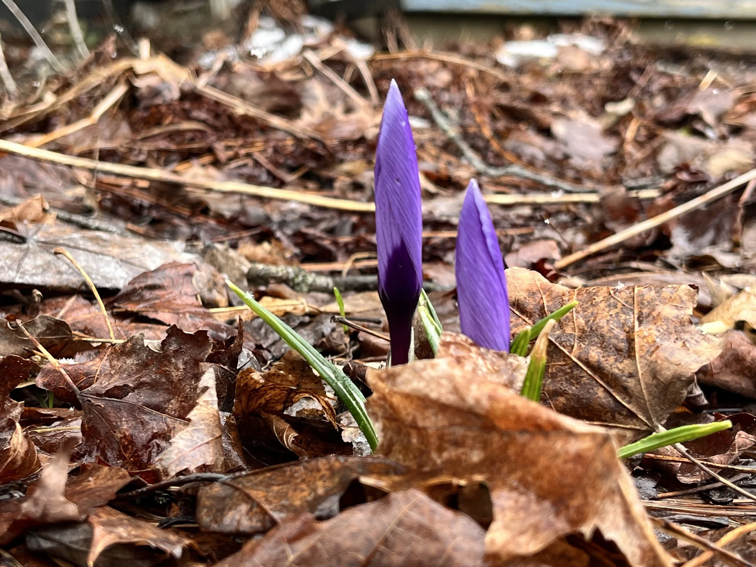 April Newsletter