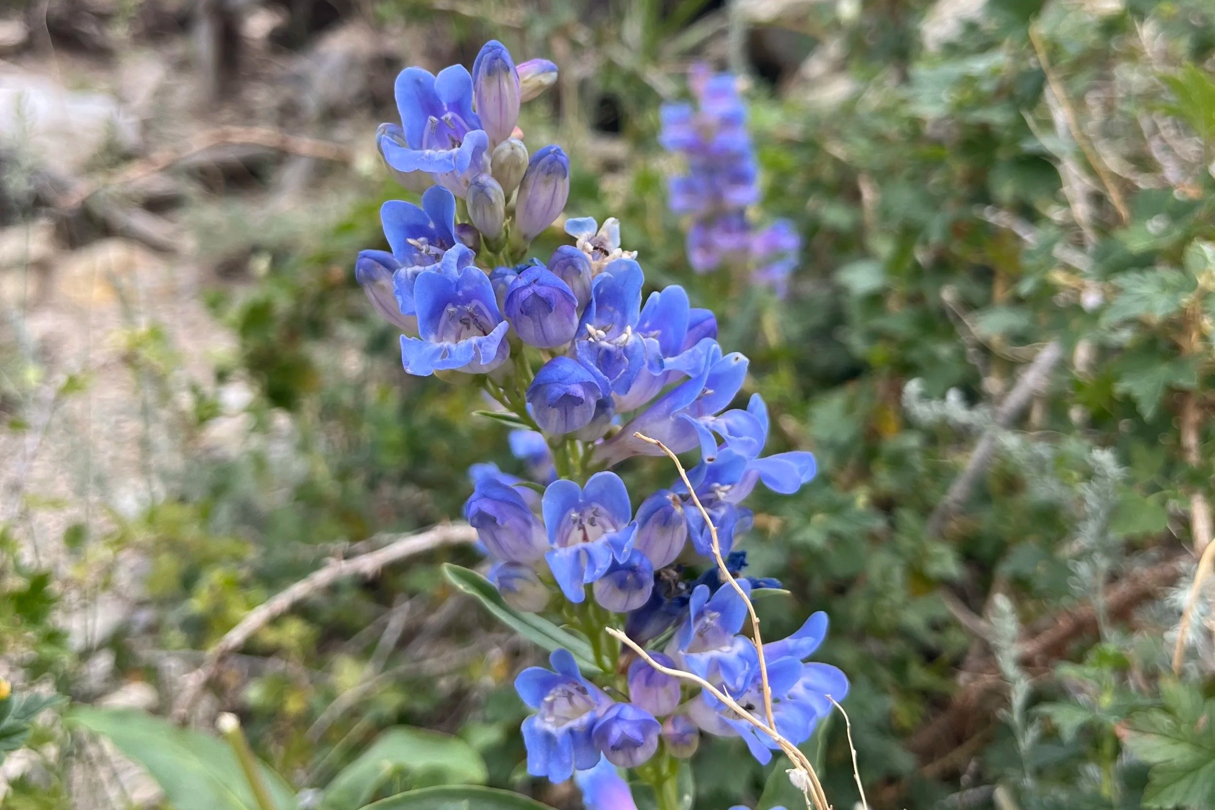 Purpleflower.7.26.jpg
