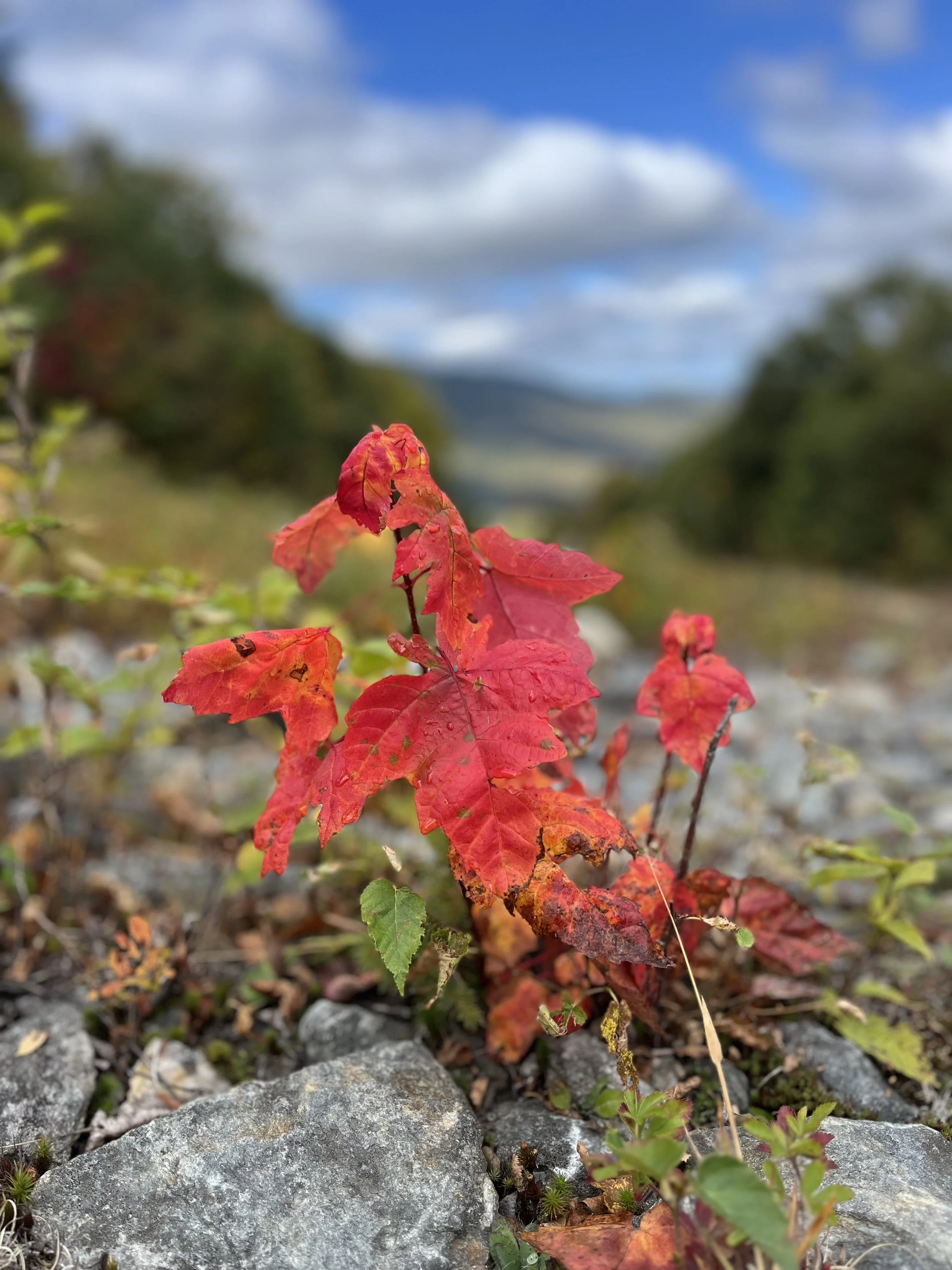 Empowerment thru Poetry