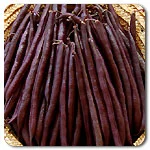 Beans (Bush) - Royal Burgundy