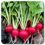 Radishes - Cherry Belle