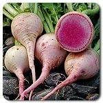 Radishes - Watermelon
