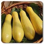Squash (Summer) - Success PM Straightneck