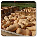 Squash (Winter) - Waltham Butternut