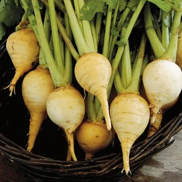 Turnips - Golden Globe