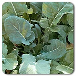 Collards - Georgia