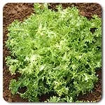 Endive - Frisse