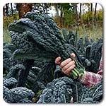 Kale - Lacinato